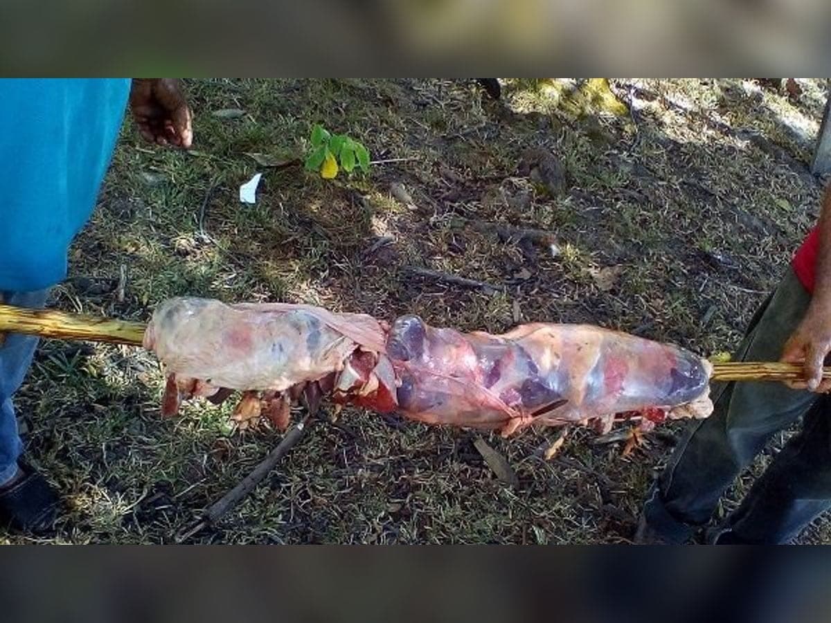 Entreverao llanero asándose en varas sobre la brasa